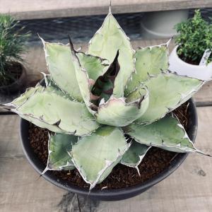 多肉植物：アガベ イシスメンシス×パラサナ*幅18cm 現品！一品限り