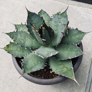 盆栽小鉢：美芸（常滑）六角鬼面足面付鉢 15.5cm*資材 : 遊恵