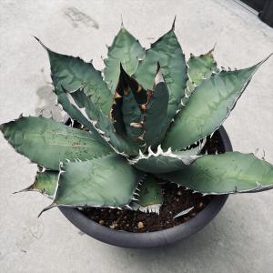 サボテン：フェロカクタス 刈穂玉*幅9cm 現品！一品限り