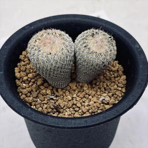 サボテン：フェロカクタス 鯱頭*全幅15cm 現品！一品限り