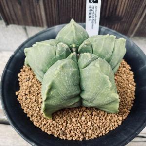 サボテン：アストロフィツム 三角碧瑠璃鸞鳳玉 実生*幅11cm 現品