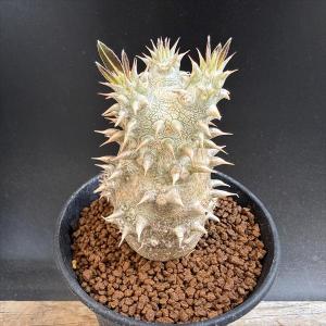 コーデックス：パキポディウム 恵比寿大黒 実生*L　塊根幅4.5ｃｍ