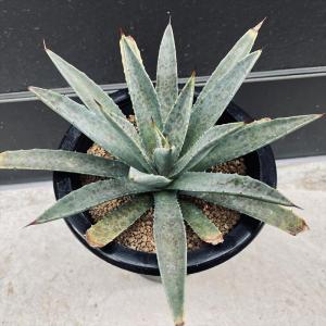 アガベ セルシーノバ(Agave celsii nova) : Cultivate Store - 通販