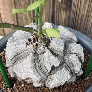 塊根植物 亀甲竜 4号 個体G コーデックス 亀甲竜 カッコイイ 亀 塊根植物 亀甲竜 4号 個体G コーデックス 亀甲竜 カッコイイ 亀