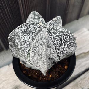 サボテン：レウクテンベルギア 晃山 実生*幅6cm : 遊恵盆栽 Yahoo!店