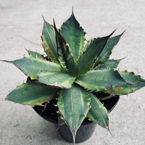 多肉植物：アガベ チタノタ錦 黄覆輪*幅16cm 現品！一品限り : 遊恵
