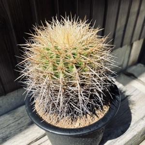 サボテン：エキノカクタス 金鯱錦*幅12cm 現品！一品限り : 遊恵