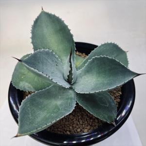 多肉植物:アガベ パリー トランカータ ライムストリーク*幅 多肉植物:アガベ パリー トランカータ ライムストリーク*幅