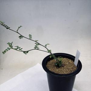 コーデックス：ミラビリス ジャラパ*塊根幅8cm 現品！一品限り