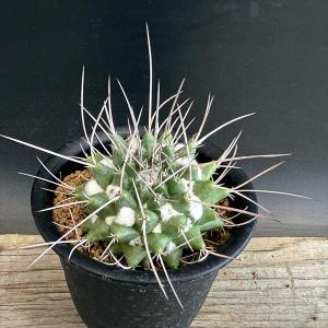 【手渡し限定】黄金丸（こがねまる）② 「マミラリア属」　栽培45年生　多肉植物 サボテン：マミラリア 黄金丸（こがねまる） 実生*幅3cm