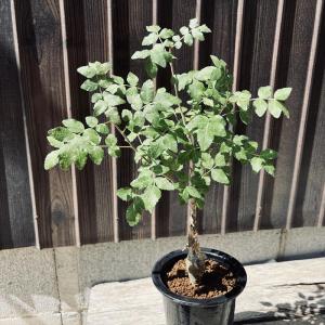 コーデックス：ブルセラ　ファガロイデス 実生*M　葉幅23ｃｍ｜y-bonsai