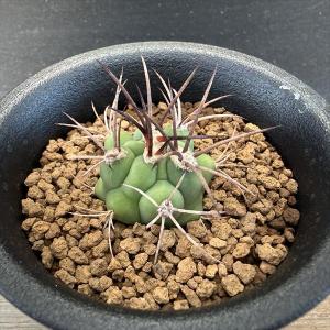 サボテン：エリオシケ 極光丸 ツギ*幅9.5cm 現品！一品限り : 遊恵盆栽
