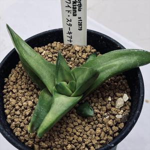 多肉植物：ハオルチア 特選トルンカータ*幅3.5cm : 遊恵盆栽 Yahoo