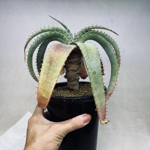 多肉植物：プセウドリトス クビフォルミス*幅5.5cm 現品！一品限り