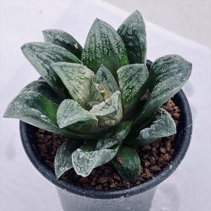 ☆特価☆多肉植物：ハオルチア コンコレ錦（コンプト×コレクタ）*幅