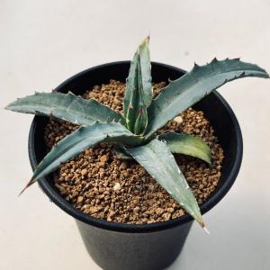 コーデックス：ケドロスティス アフリカーナ*塊根幅4.5cm 現品！一品