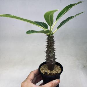 パキポディウム　ウィンゾリー　国内実生　コーデックス　塊根植物 コーデックス：パキポディウム ウィンゾリー 実生 L*塊根幅1.5