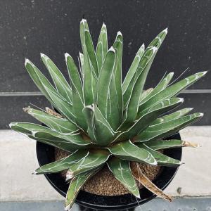 多肉植物：アガベ 姫乱れ雪*幅12cm : 遊恵盆栽 Yahoo!店