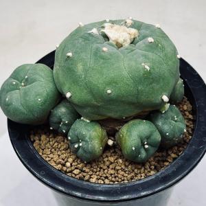 サボテン：ロフォフォラ ディフューサ 翠冠玉 子株が斑入り*幅12cm