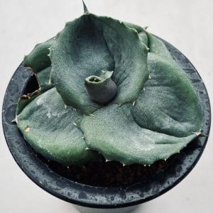 多肉植物：アガベ 吉祥冠錦 覆輪*M 幅10cm : 遊恵盆栽 Yahoo