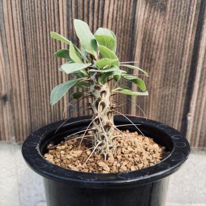 コーデックス：セサモタムナス ブッセアヌス*幹幅4cm 現品！一品限り