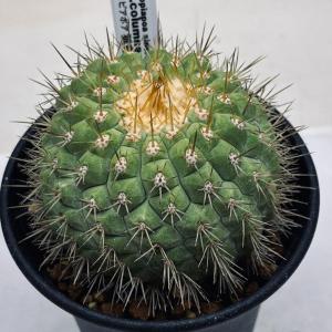 サボテン：ユーベルマニア ペクチニフェラ錦 自根*幅8cm 現品