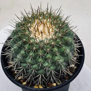 サボテン 文鳥丸 フェロカクタス属 フェロカクタス 文鳥丸 Ferocactus hystrix｜多肉植物図鑑