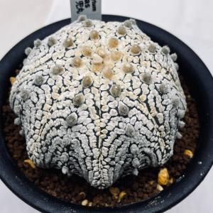 アストロフィツム　瑠璃兜　サボテン ヒトデ アストロフィツム・瑠璃兜 | trigger