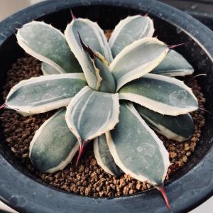 多肉植物：アガベ アメリカーナ錦 那智の輝き*幅18cm : 遊恵盆栽