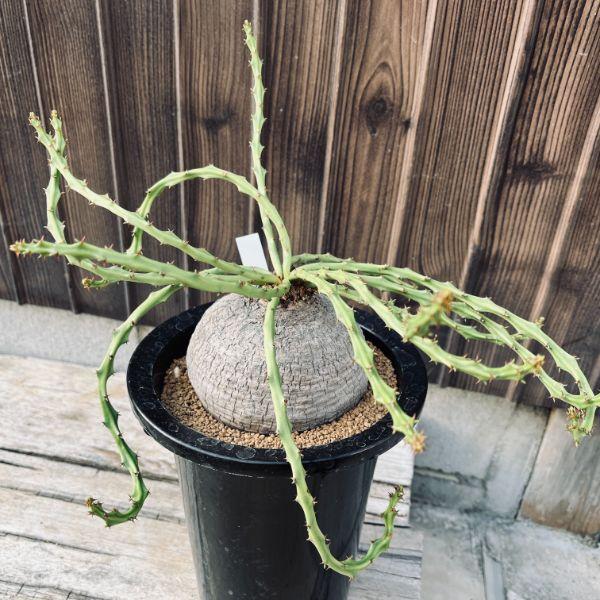 コーデックス：ユーフォルビア　デシドゥア　蓬莱島*塊根幅10.5ｃｍ　現品！一品限り