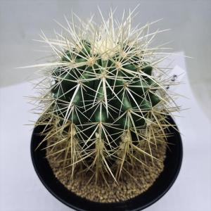 サボテン:エキノカクタス 豪刺短刺金鯱*15cm 現品 一品限り サボテン:エキノカクタス 豪刺短刺金鯱*15cm 現品 一品限り