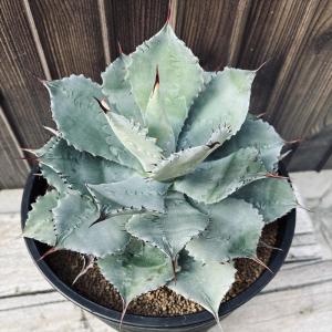 極品アガべ樹氷濃白株多肉植物  17cm 極品アガべ樹氷濃白株多肉植物 17cm Agave 樹氷 | hanayoshi