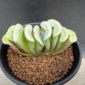 多肉植物：コノフィツム アンゲリカエ テトラゴナム*全幅1.5cm 現品