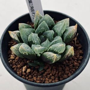 超特大 ギムノカリキウム リオグラデンセ 希少種 陶器鉢のまま発送