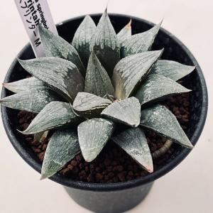 37d ハオルチア　多肉植物　金子短葉万象錦　自家繁殖 多肉植物：ハオルチア 玉扇 金子氏No.1*幅8.5cm 現品！一品
