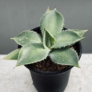 サボテン：マミラリア とげなしブカレンシス エルサム錦*幅8.5cm