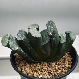 多肉植物：ハオルチア 白ミュータント（NS1/1）*幅7cm 現品！一品