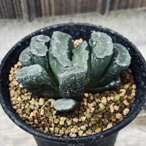 大型玉扇  美品 多肉植物：ハオルチア 玉扇 大型丸葉玉扇*幅6.5cm 現品！一品