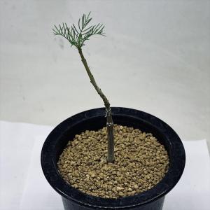 コーデックス：キフォステンマ セイチアナ*枝幅9cm 現品！一品限り