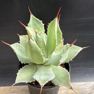 多肉植物：アガベ トーメヤナ 樹氷*幅16cm 現品！一品限り : 遊恵