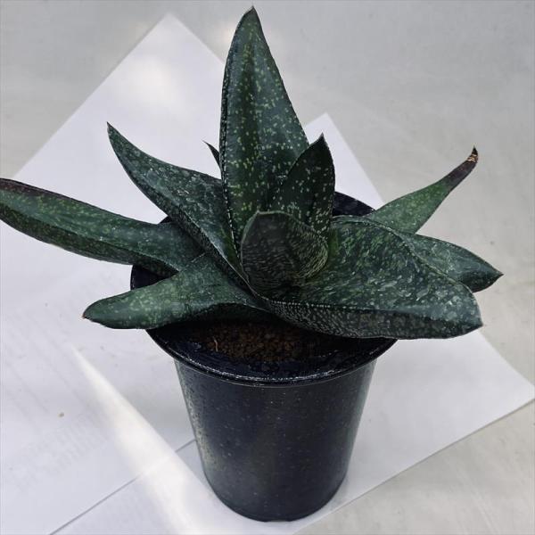 多肉植物：ガステリア*幅20ｃｍ　現品！一品限り