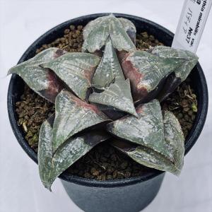 多肉植物：アガベ パープソラム 帝釈天*幅43cm 現品！一品限り