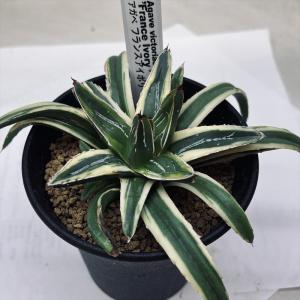 多肉植物：アガベ ラムランナー*幅14cm 現品！一品限り : 遊恵盆栽