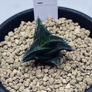 多肉植物：ガガイモ オルベア デュメリ*幅3cm : 遊恵盆栽 Yahoo!店
