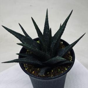多肉植物：ハオルチア 大型鮮明黄色斑 コレクタ錦（KI-C）*幅9cm