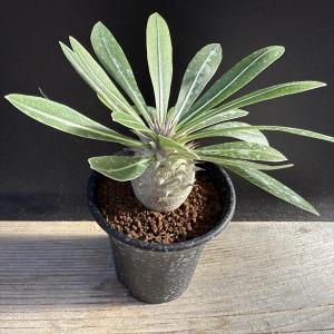 パキポディウム　エブレネウム　実生6年目　鉢付き　塊根植物　観葉植物 パキポディウム エブレネウム 実生6年目 鉢付き 塊根植物 観葉