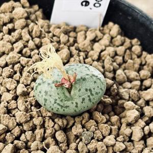 多肉植物：コノフィツム パゲアエ 小姓*幅1.5cm : 遊恵盆栽 Yahoo!店