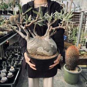 コーデックス：パキポディウム　グラキリス　発根済*塊根幅22cm　現品！一品限り｜y-bonsai