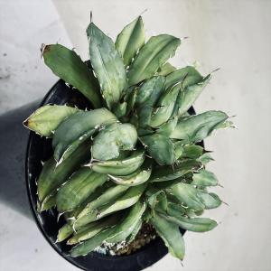 多肉植物：アストロロバ ハリー*幅6cm 現品 一品限り : 遊恵