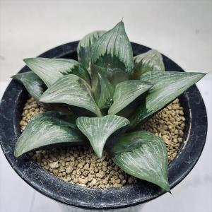 大型 多肉植物 アガベ フランゾシニー 8号鉢 高さ約70cm Agave